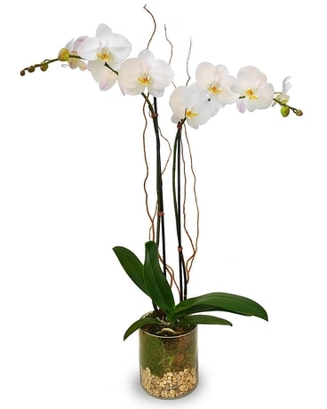 White Glorious Orchids Plant