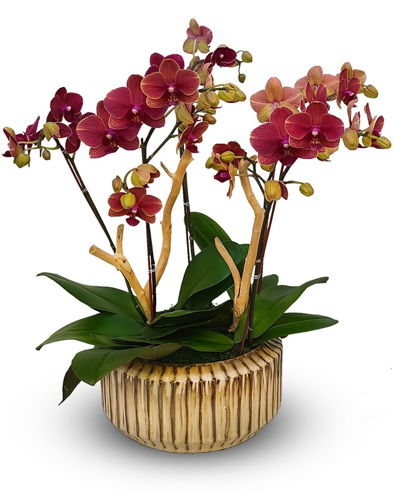 新色　新品未開封POPORN #21 Small flowers #01 Sweet Mini Phalaenopsis in Sylmar CA - Saint Germain Flowers