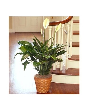 Spathiphyllum Plant 6 inch pot for SympathyMF99206