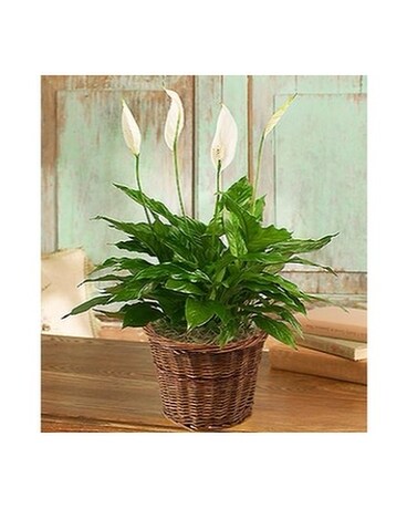 Spathiphyllum Plant 8 inch pot for SympathyMF99207