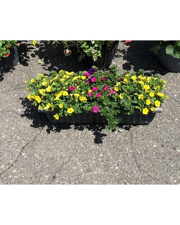 outdoor patio planter Plant