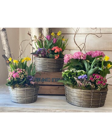 Blooming Garden Baskets Plant