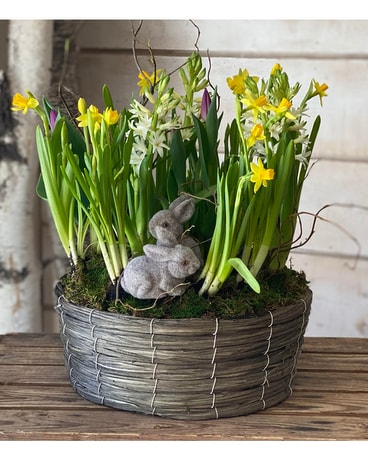 Easter Bulb Garden Plant