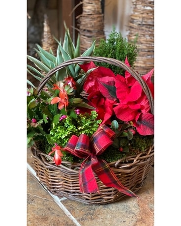 Tis The Season Plant Garden Flower Arrangement