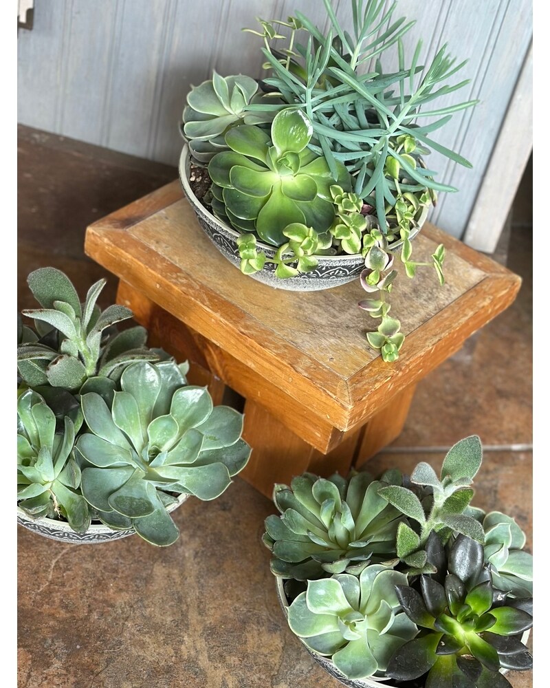 M✧succulent ·͜· ︎︎ᕷ 8in. Succulent Garden in Reading MA - The Flower Shoppe of Eric's