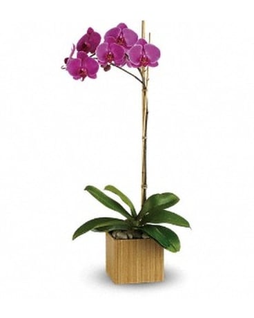 Plum Island  Purple Orchid Flower Arrangement