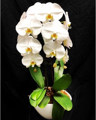 Orchids of the Hamptons Flower Arrangement