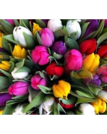 Two Dozen Holland Tulips Flower Arrangement