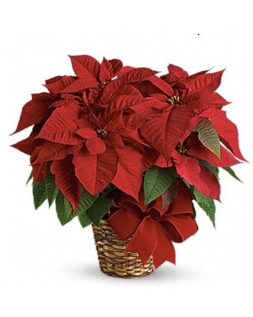 POINSETTIA ( you select the size and color) Flower Arrangement
