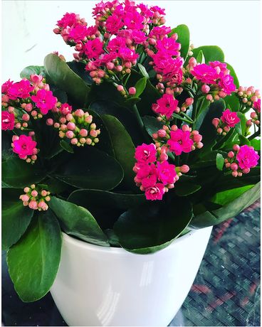 Potted Calandiva- YOU select the color (click here Flower Arrangement