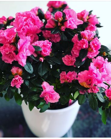 Passionate Pink Azalea (shades of pink vary) Flower Arrangement