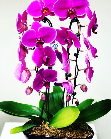 Exquisite  Waterfall Orchid in Purple or White Flower Arrangement