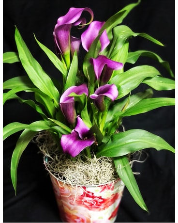 Calla Lily Plant in a variety of colors Flower Arrangement