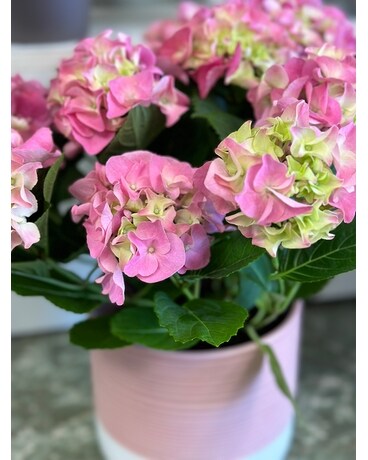 Hyannis Hydrangea-Pink Flower Arrangement