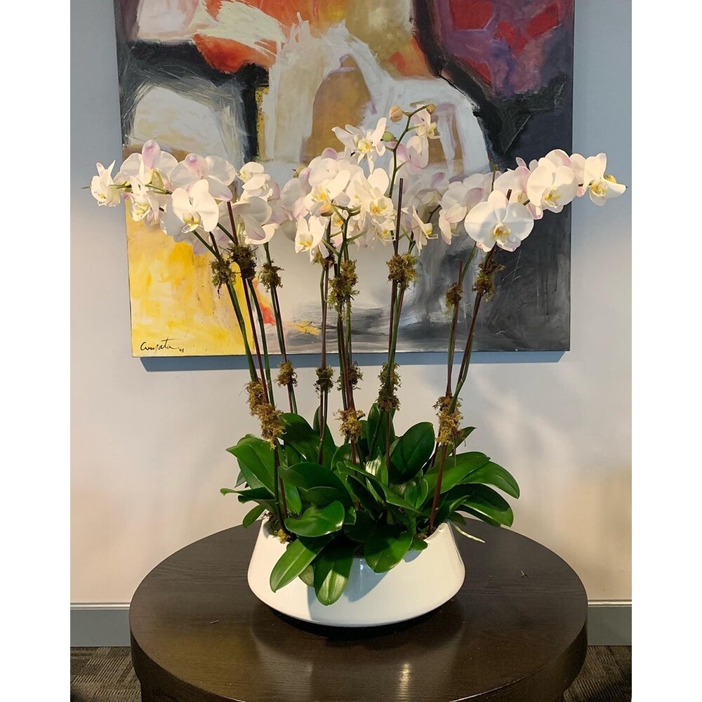 Lux Orchid 9-10 orchids in ceramic container in Miami Beach FL