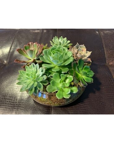 Glass Succulent Garden Plant