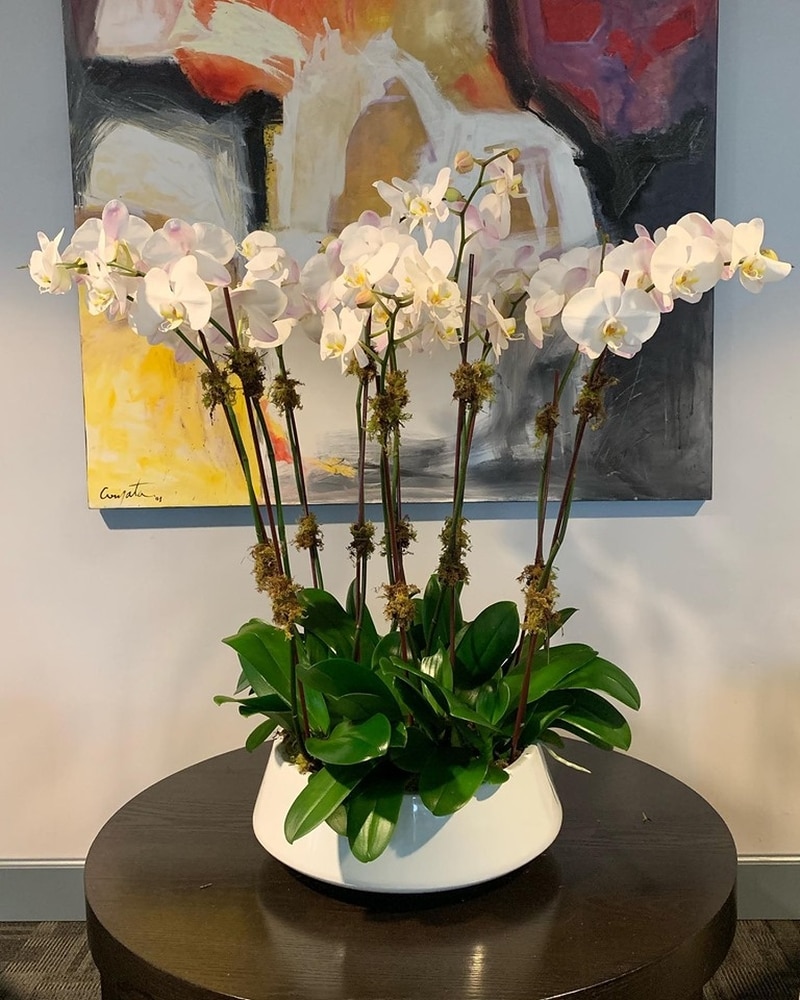 Lux Orchid 9-10 orchids in ceramic container in Miami Beach FL