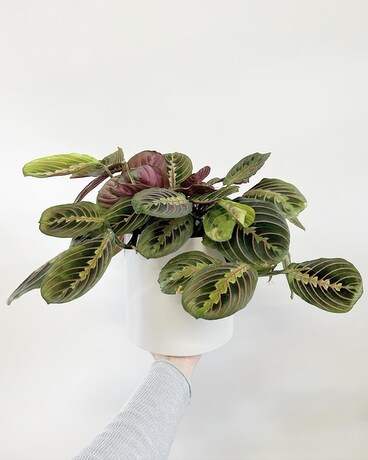 Maranta Plant