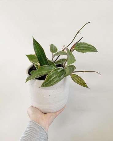 Hoya macrophylla Flower Arrangement