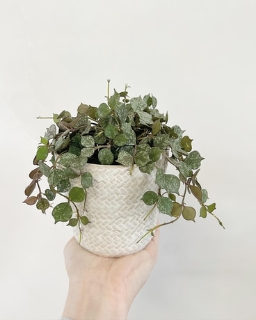 Hoya curtisii Plant