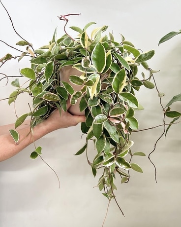 Hoya carnosa Plant