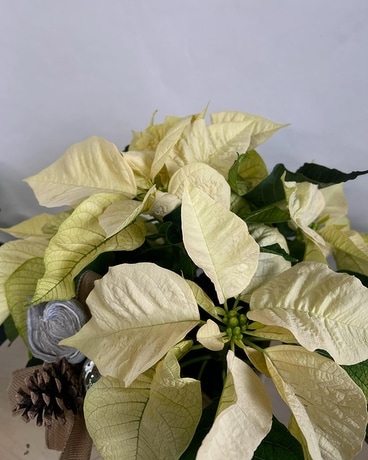 Poinsettia Blanc Plant