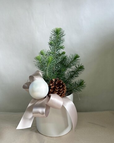 Pinus Plant