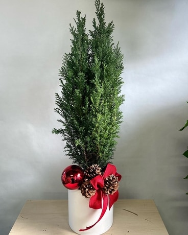 Cypress Plant