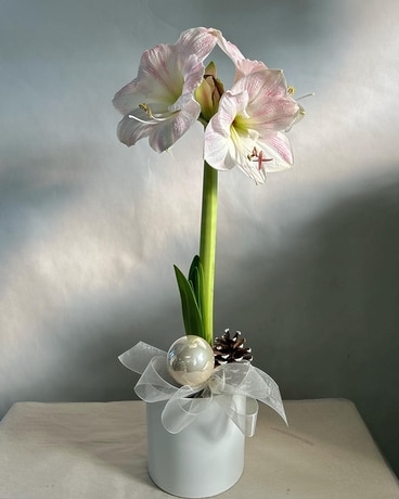 Amaryllis Flower Arrangement