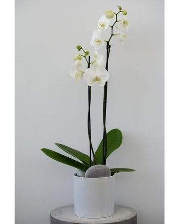 Standard size,  inches height and  inches wide.