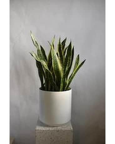 Sanseveria Plant