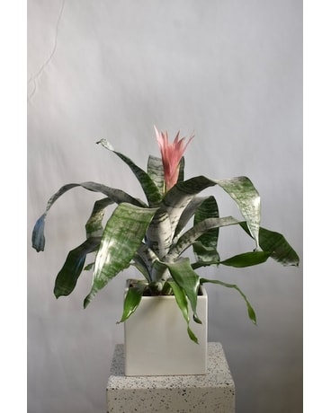 Aechmea Plant