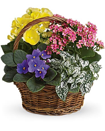 Indoor Flowering Plant Garden Plant