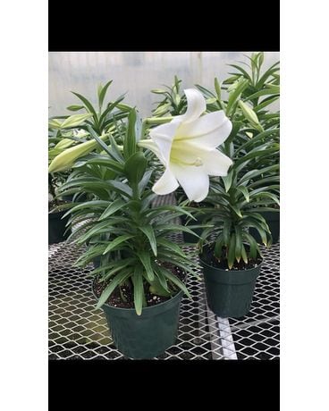 Easter Lily Plant