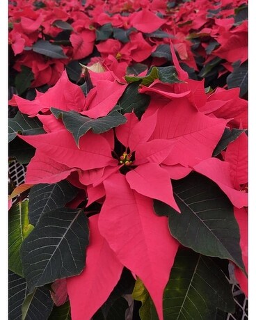 Poinsettia Plant