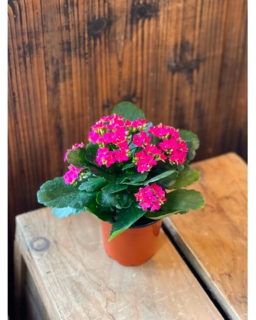 Kalanchoe Plant