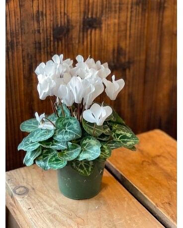 Cyclamen Plant