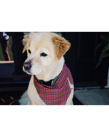 Meet Cooper!! Custom product