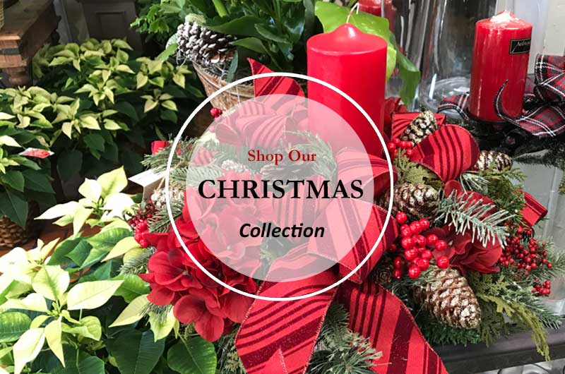 Christmas Flowers, Table Centerpieces, Poinsettias
