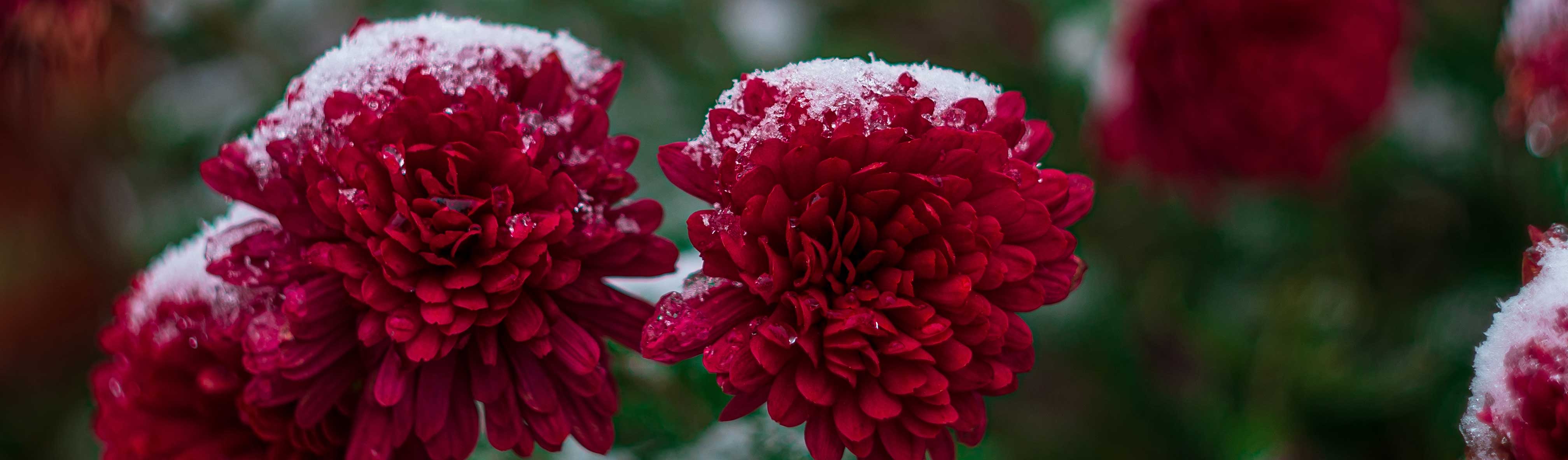 Florist Tempe AZ Flower Delivery In Tempe Arizona