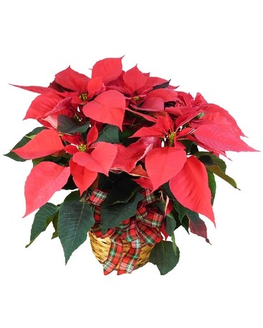 Large Poinsettia