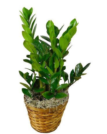 ZZ Plant Flower Arrangement