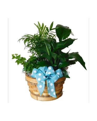 Garden Greens Plant