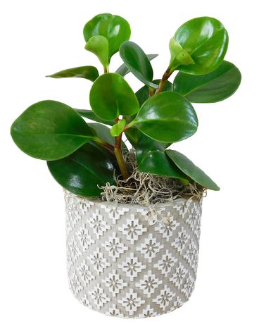 Good Natured Plant
