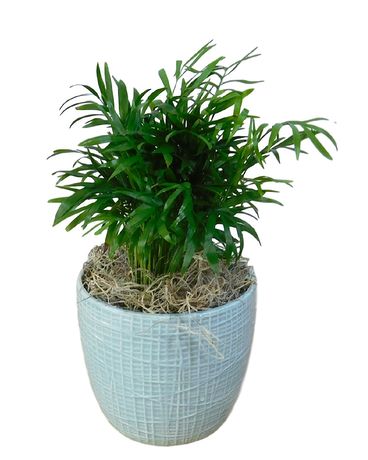 Touch Of Nature Plant