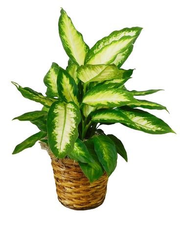 Dieffenbachia Flower Arrangement