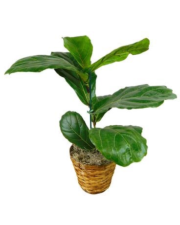 Fiddle Leaf Fig Plant Flower Arrangement