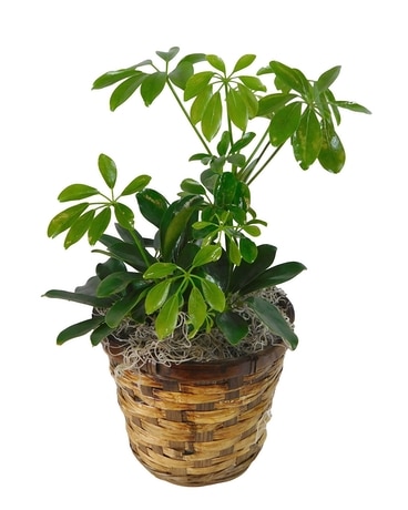 Schefflera Plant