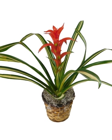Bromeliad Flower Arrangement