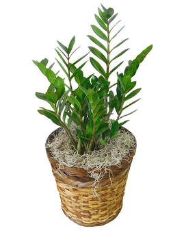 Standard size, 24 inches height and 10 inches wide.